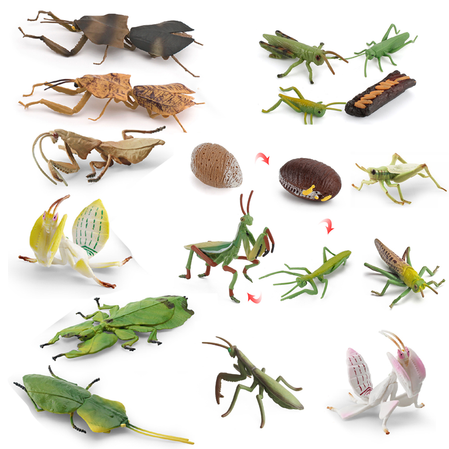 Interior Design House - Modello Realistico di Mantis Orchidea, Mantis